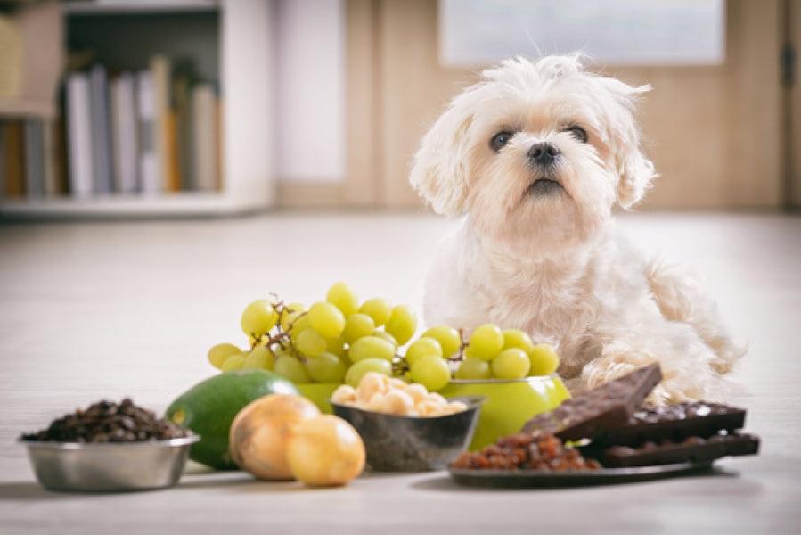 10 pantry items that are poisonous to pets