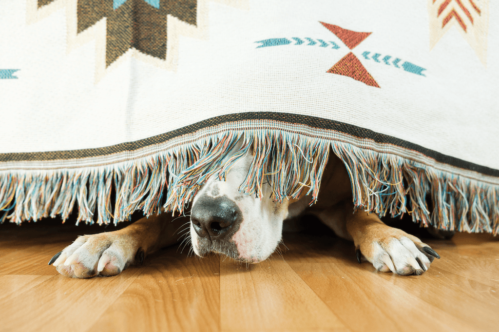 5 Tips for Keeping Your Dog Relaxed Around Fireworks