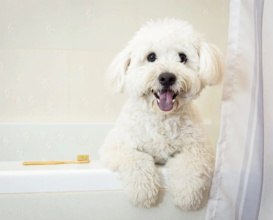 Why your pet needs dental care from the beginning