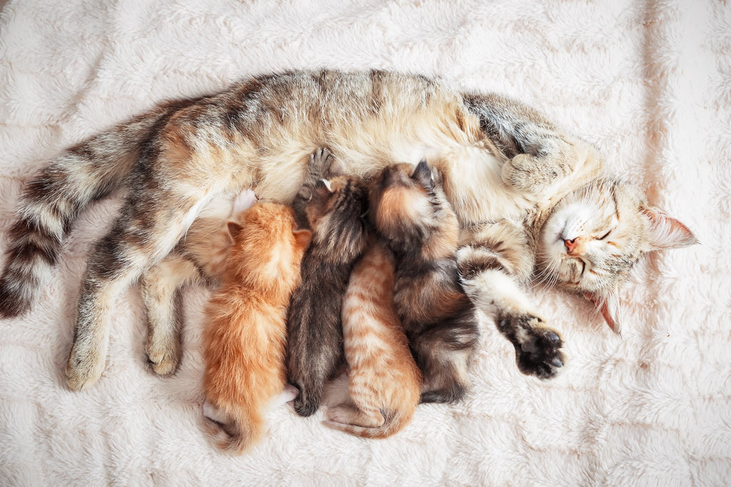 When Can You Separate a Kitten From Its Mom?