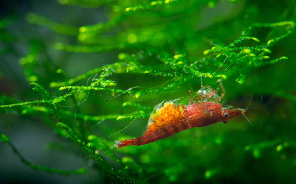 Cherry Shrimp Care Guide