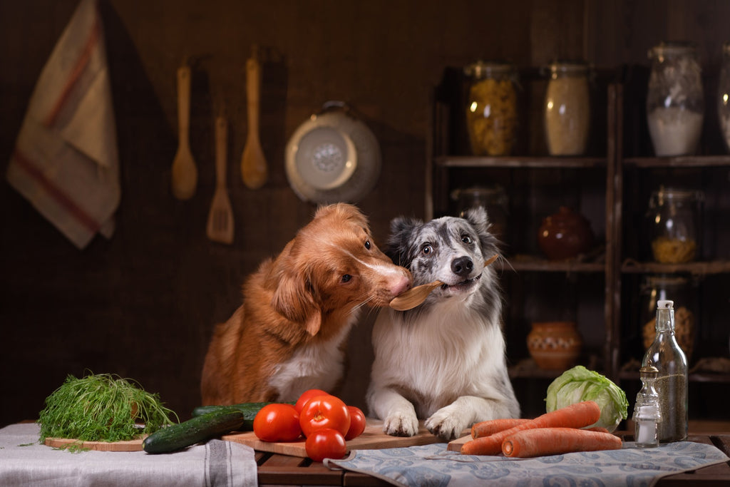 What is Sustainable Pet Food?