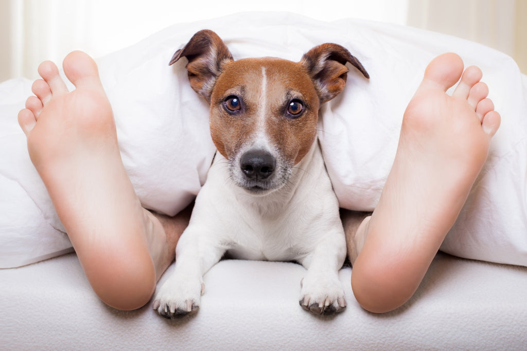 Should You Let Your Dog Sleep With You?