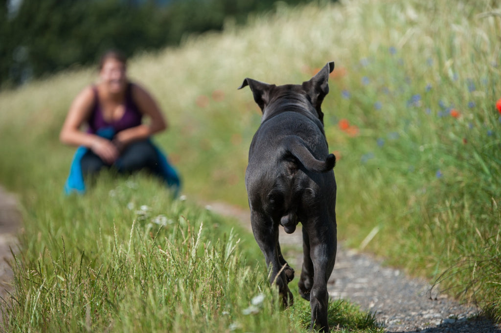 How to Train Your Dog to Come