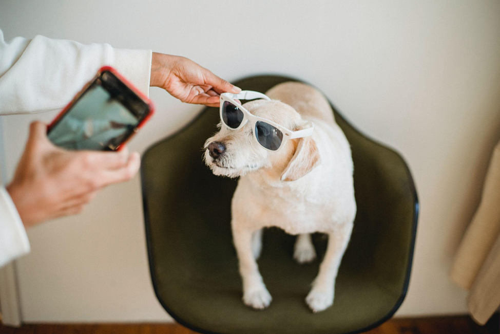 Tips for Unleashing Your Dog’s Instagram Potential