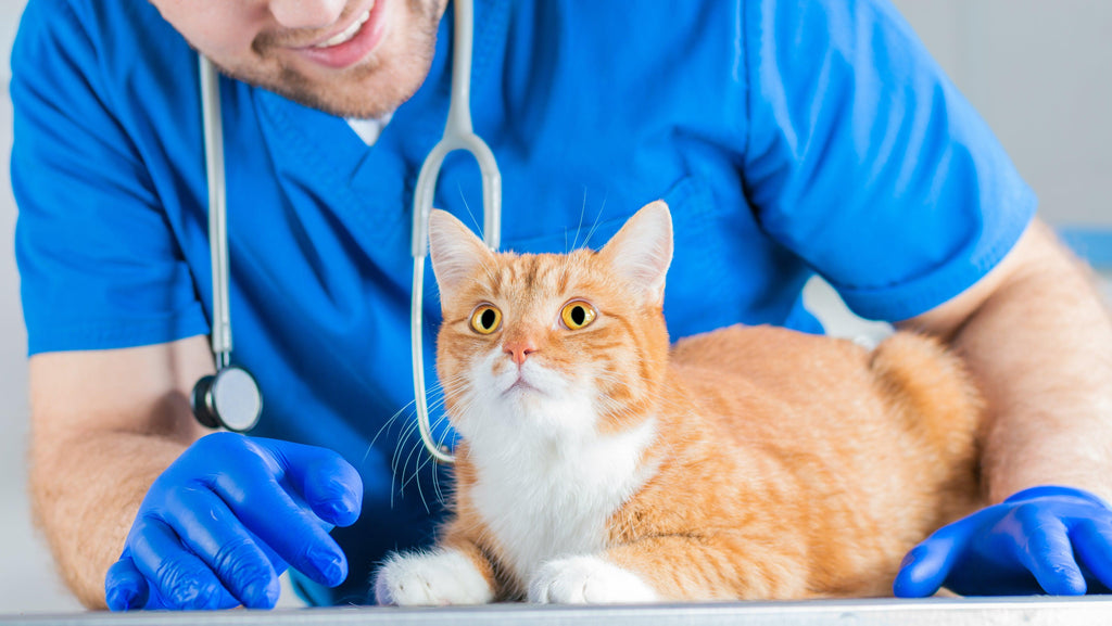 Benefits of Spaying Your Cat, When To Spay