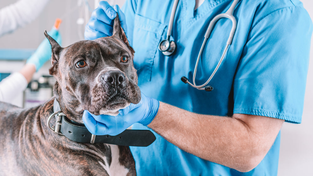 How Often Should I Take My Dog to the Vet?