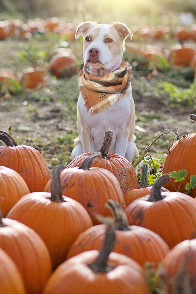 Dog Friendly Apple Orchards and Farms in New Jersey