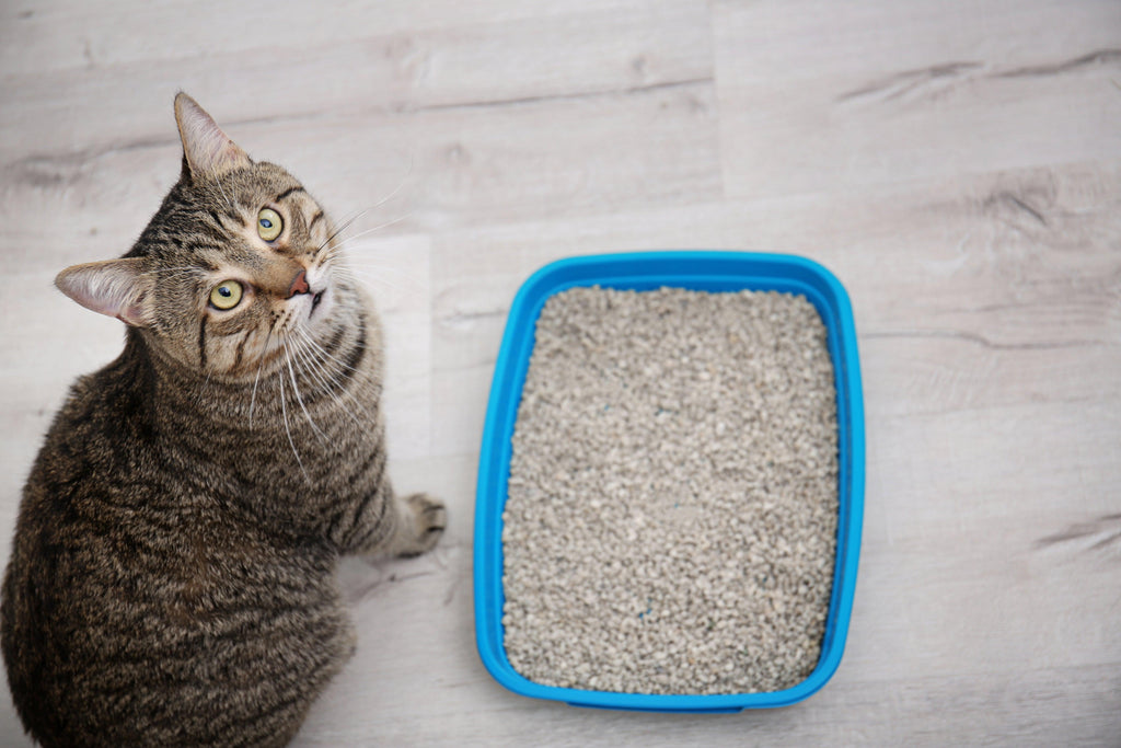 Environmentally Friendly Cat Litter