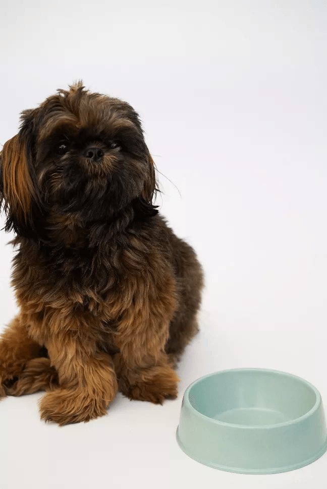 How Much Water Should a Dog Drink?