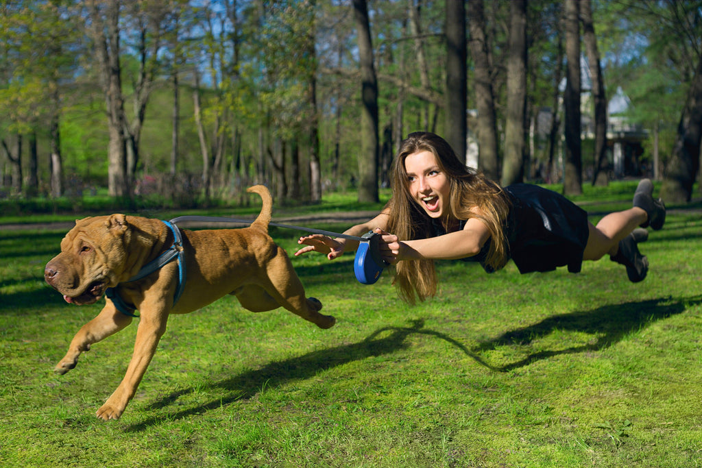 How Stop Leash Pulling