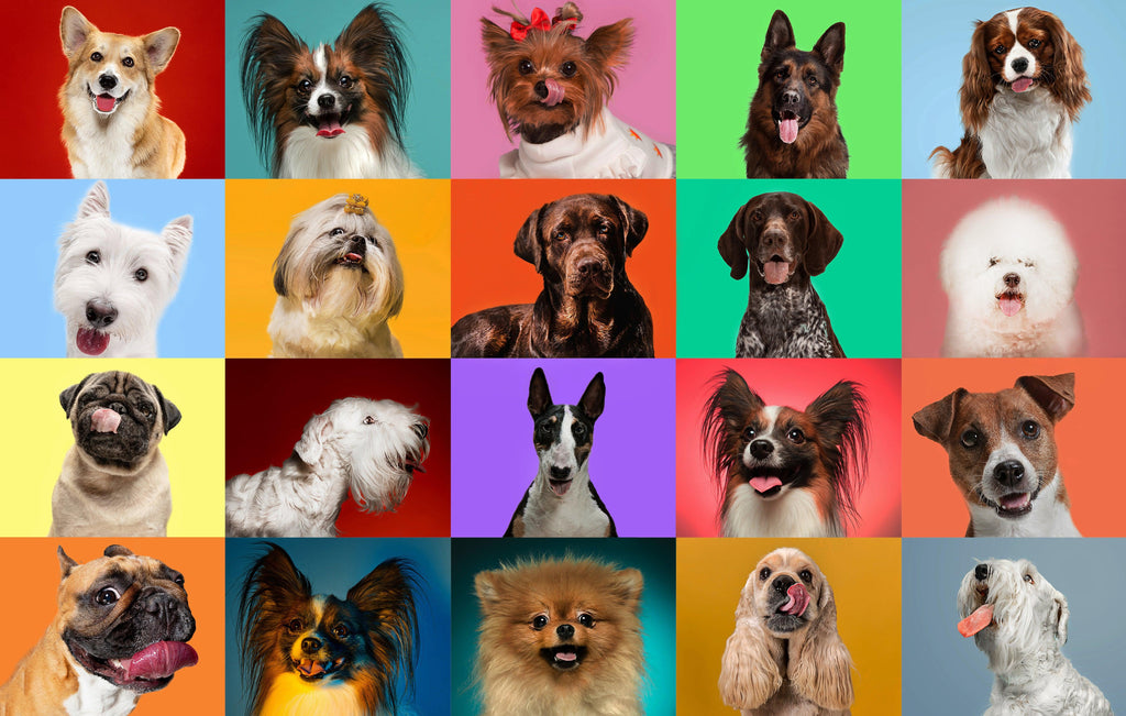 How to Choose a Dog Breed