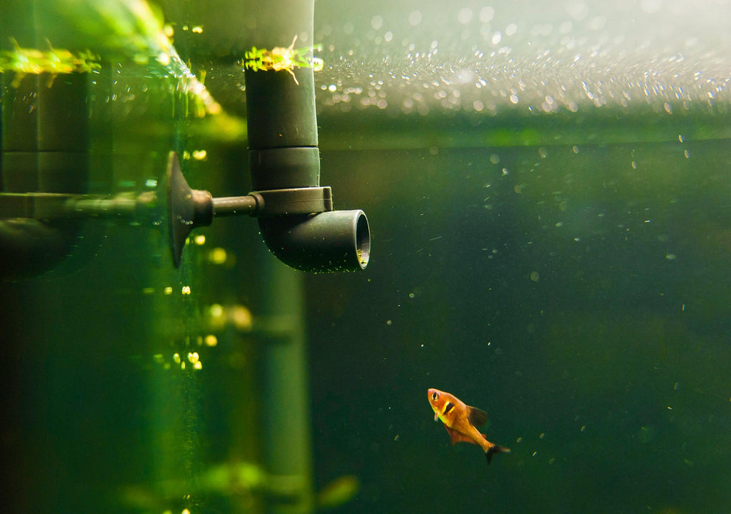 How To Clean a Fish Tank Filter