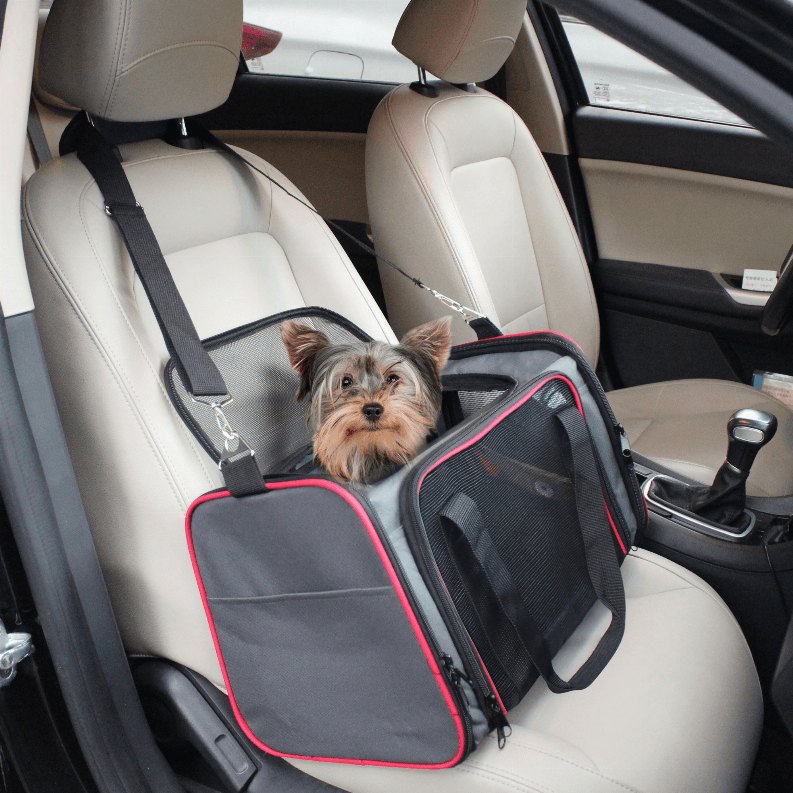 How to Deal With Dog Car Sickness Symptoms