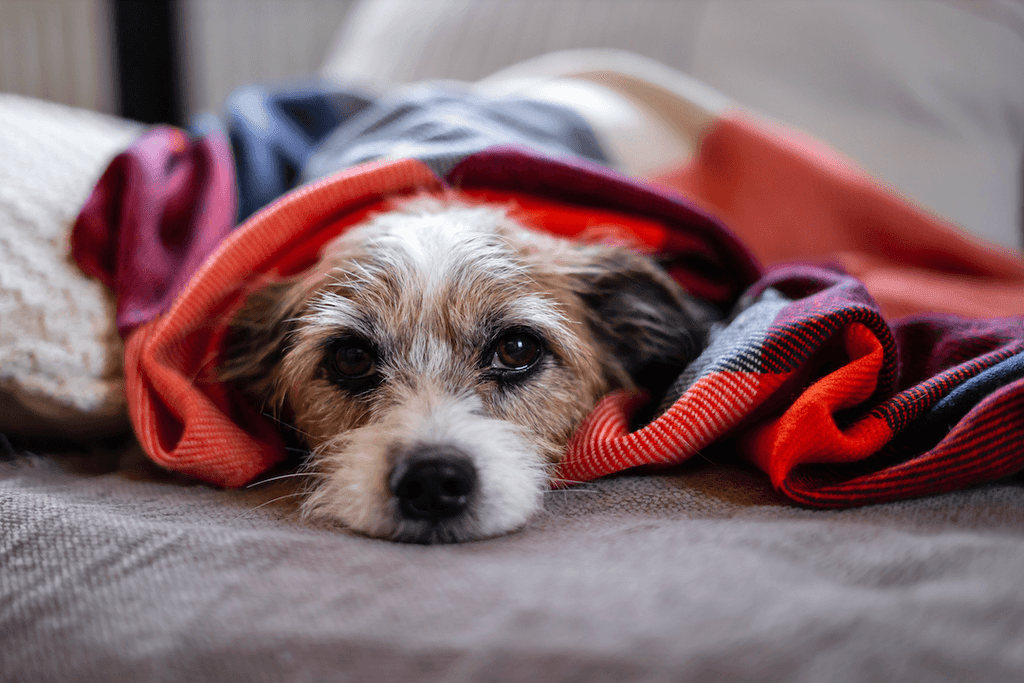 Kennel Cough: Causes, Symptoms, Treatment & Prevention