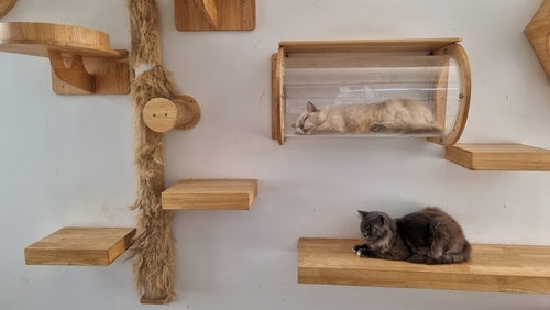 Cat Trees, Condos &amp; Scratchers