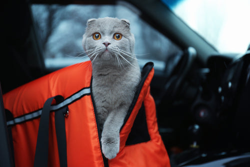 Cat Carriers &amp; Travel