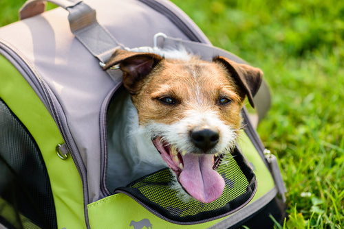 Dog Carriers &amp; Travel