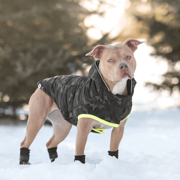 Sustainable Pet Apparel