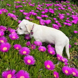 Modern Floral Dog Collar