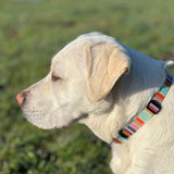 Eco Recycled Plastic Dog Collar Leash Multicolor Stripes