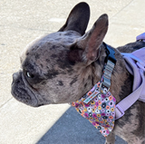 Multi-Floral Pupperchief