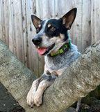 Infinity Collection Adjustable Leash Silver/Black