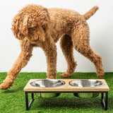 Dog looking at Mango Wood and Metal Elevated Feeder, Bowls & Feeders - Green Paw Shop