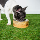 GF Pet Mango Wood Single Bowl with small dog eating from bowl, Bowls & Feeders - Green Paw Shop